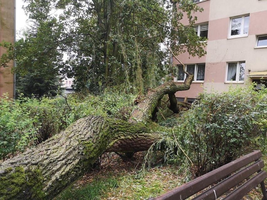 Usuwanie skutków nawałnicy w częstochowskiej dzielnicy...