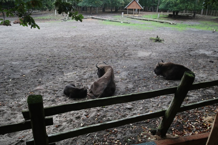 Turyści w tym tygodniu nie wejdą do Pokazowej Zagrody Żubrów...