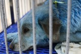 Rosja: niebieskie psy na ulicach Dzierżyńska! Zagadka dziwnego koloru ich sierści została rozwiązana