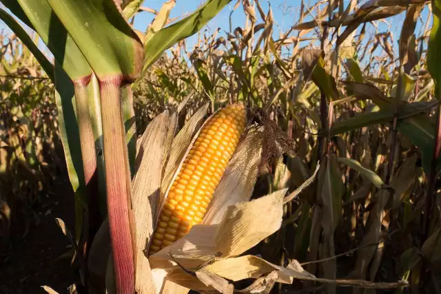 Zbiory kukurydzy są bardzo zróżnicowane, na co duży wpływ miała pogoda, w tym susza. Rolników martwi cena mokrego ziarna, ponieważ nie pokrywa kosztów produkcji.