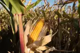 Cena kukurydzy nadal dużo poniżej oczekiwań. Jak plonuje kukurydza na ziarno podczas zbiorów 2023?