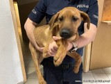 Dolny Śląsk: Bestialsko powiesił psa na lince. Zwierzę było skazane na śmierć