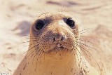 Ratuj foki i morświny! Rusza rekrutacja do Błękitnego Patrolu WWF