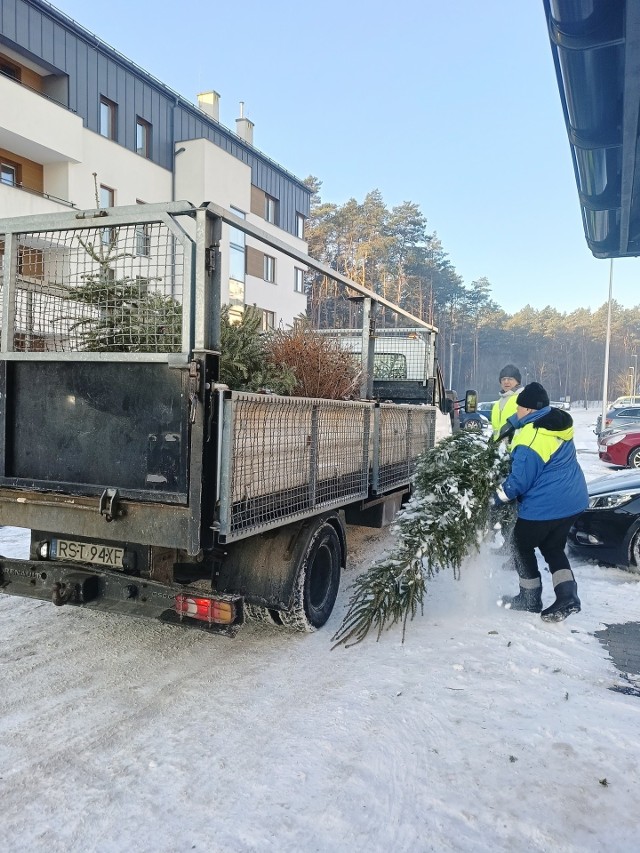 Żywe choinki są zabierane do utylizacji przez Miejski Zakład Komunalny