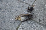Poznań: Martwe ptaki leżą na chodniku na Grunwaldzkiej. Co się stało? [ZDJĘCIA]