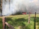 Pożary na terenie powiatu kościerskiego 10.06.2021. W Ludwikowie palił się las, a w Starych Polaszkach drewniany budynek 