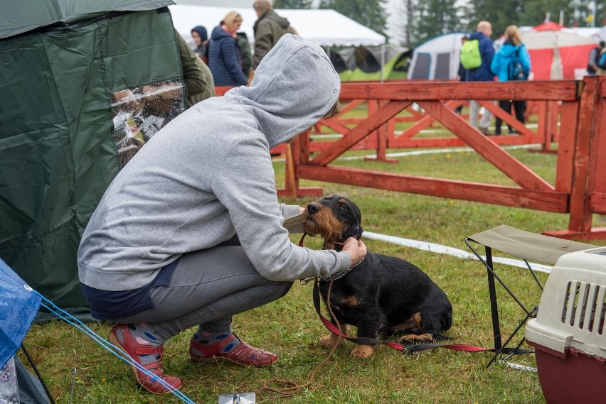 Kościelisko. Ponad 1300 psich piękności pod Tatrami [ZDJĘCIA]