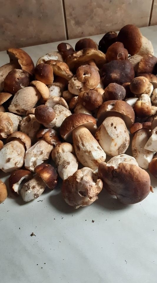 Zdjęcia grzybów od naszych internautów. Zobacz piękne okazy