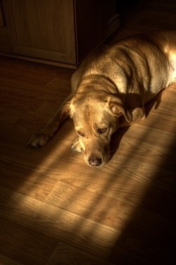 Na podłodze z drewna czy paneli  pozostaną ślady pazurów twojego psa. Wytrzyma je tylko terakota.