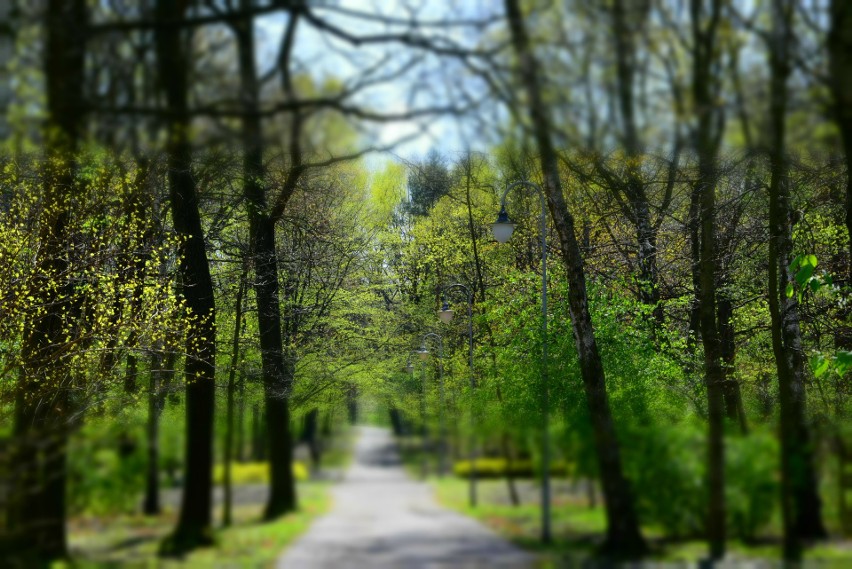 Park Kościuszki w Katowicach