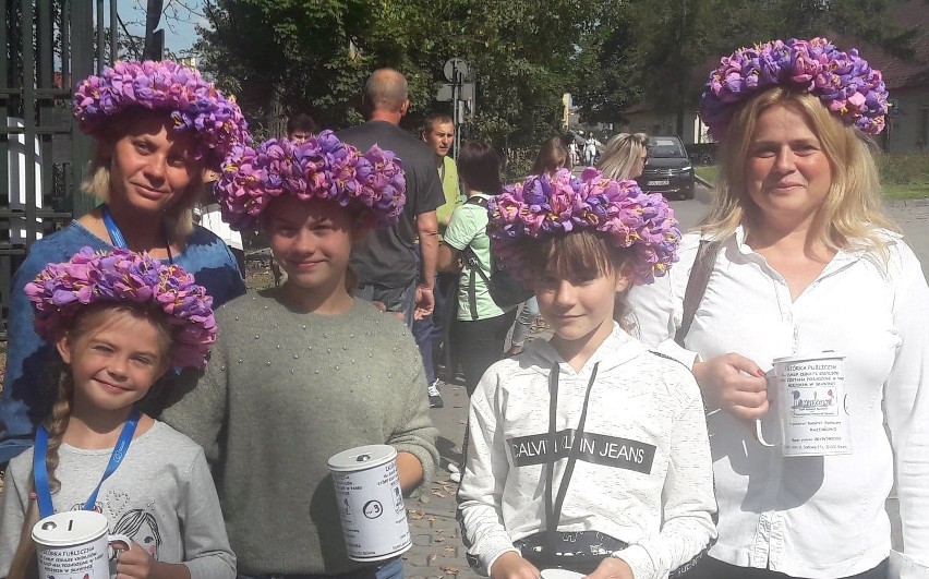 Akcja zbierania pieniędzy na krokusowe cebulki