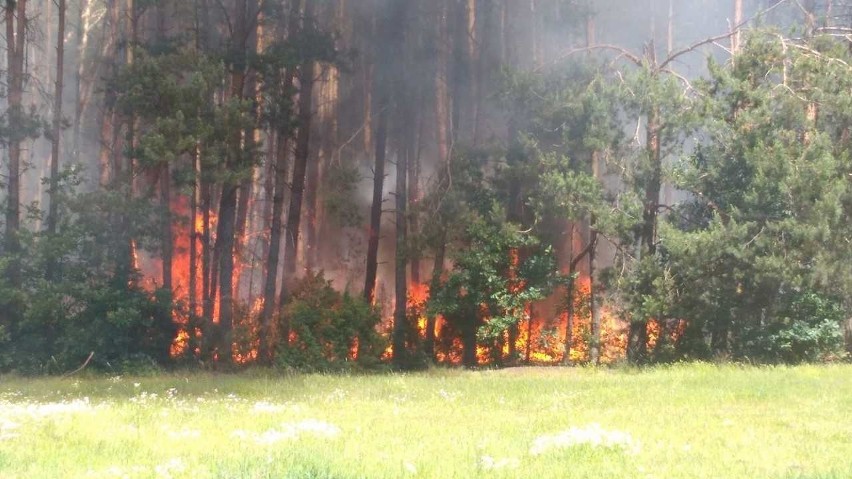 Pożar lasu w Jastrzębi.