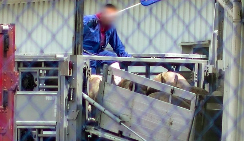 Kopali, zrzucali i szarpali zwierzęta w rzeźni, odpowiedzą przed sądem (wideo, zdjęcia)