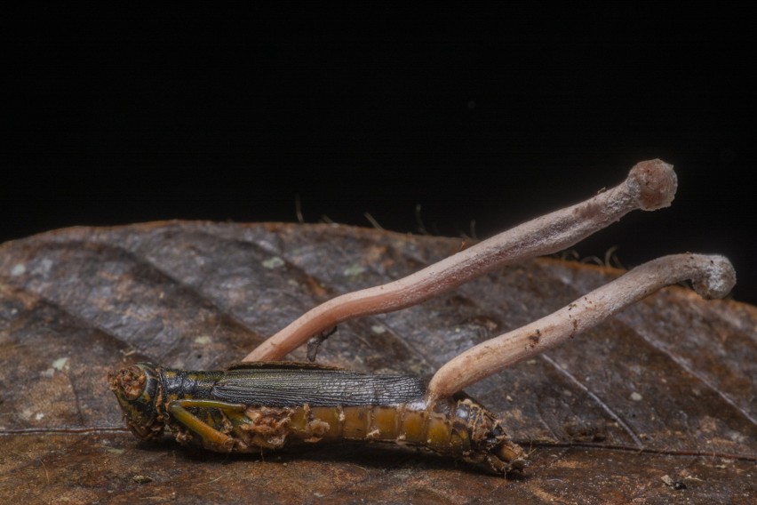 Kordyceps powoduje u owadów śmierć za życia.