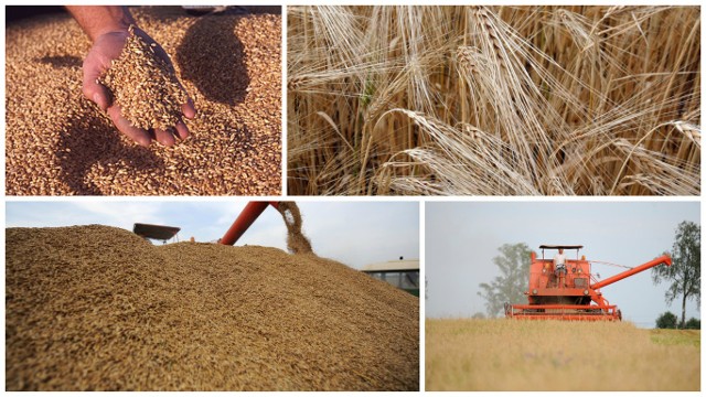 Samorząd rolniczy domaga się interwencji na rynku zbóżPodlaska Izba Rolnicza zwraca uwagę, że skoro większość zbóż w kraju nadaje się tylko na pasze, cena ziarna konsumpcyjnego powinna być wyższa