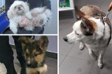 Te psy znaleziono w Bydgoszczy w sylwestra i na początku roku. Czekają na właścicieli w schronisku