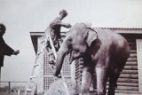 65-lecie zoo w Chorzowie. Archiwalne zdjęcia Śląskiego Ogrodu Zoologicznego znajdziecie na terenie zoo i na naszych zdjęciach
