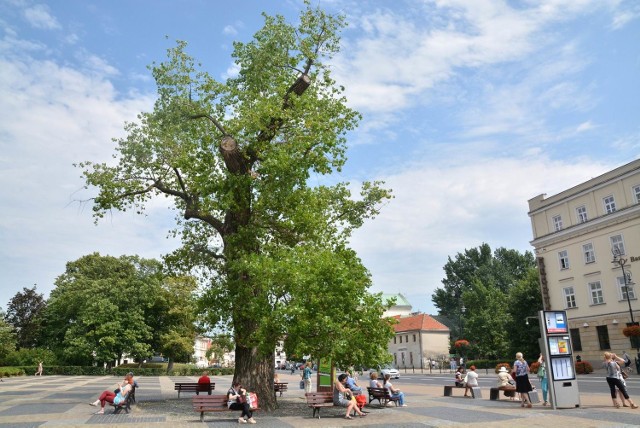 Baobab z placu Litewskiego ma ponad 100 lat