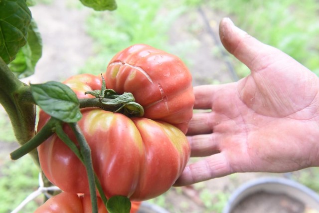 Pomidory należą do roślin wymagających i wrażliwych na choroby, dlatego wszelkie nieprawidłowości w ich wyglądzie wymagają zbadania. Szkodniki pomidorów gruntowych mogą stanowić poważne zagrożenie dla całej uprawy. Jakie szkodniki najczęściej atakują pomidory uprawiane w Polsce? Zobacz koniecznie na kolejnych slajdach naszej galerii >>>>>