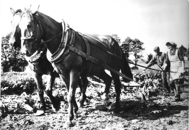 Wykopki buraków w Żużeli w powiecie krapkowickim. 18 września 1972 r. Sykstus Tręczek z żoną Klarą.