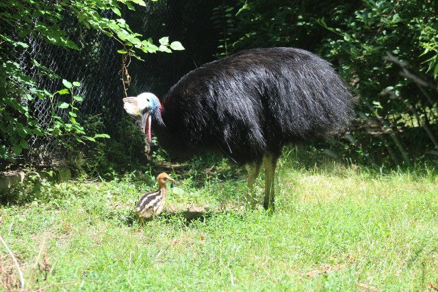 Warszawa: W Zoo urodził się mały kazuar hełmiasty, pierwszy okaz w tym roku w Europie