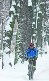 Kara 3,3 mln zł za wycięcie aż 238 drzew w Chorzowie jest zasadna?