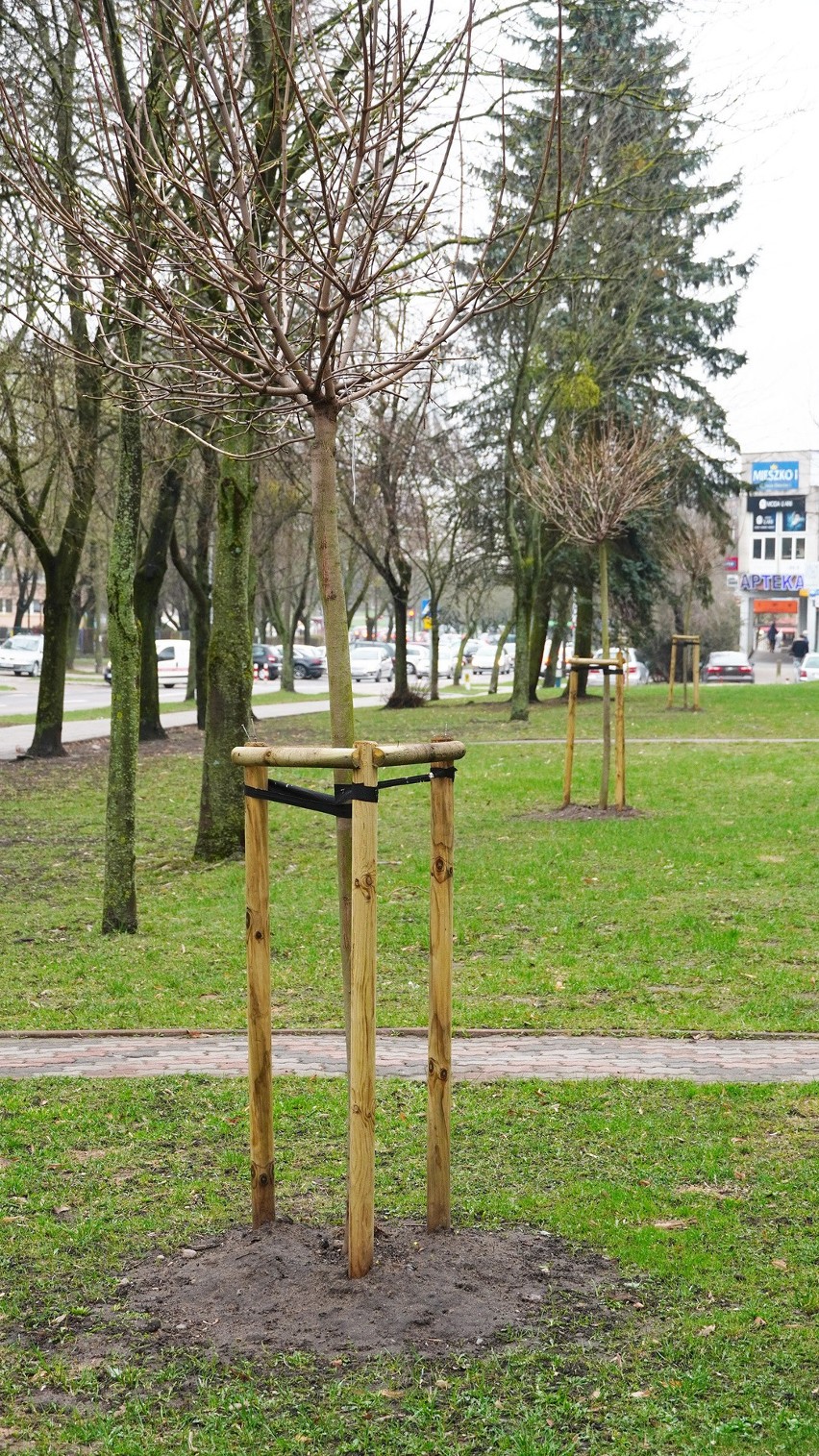 Zdjęcia osiedla Piasta w Białymstoku, po dokonaniu nasadzeń...