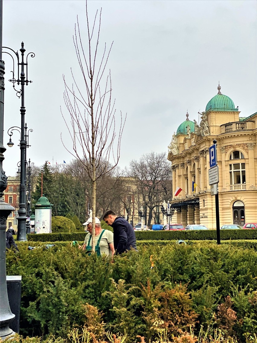 Kraków. Plac Świętego Ducha zazieleni się bardziej. "Wyrosły" na nim dodatkowe czereśnie [ZDJĘCIA]