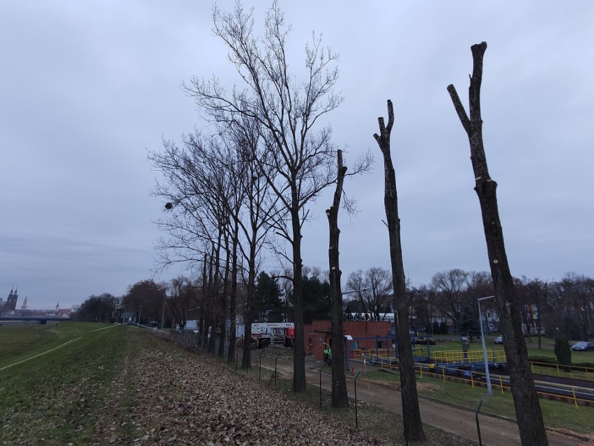 Wycinka drzew przy modernizowanej oczyszczalni ścieków w...