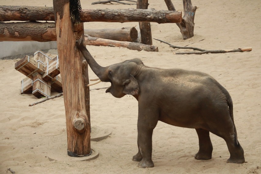 Nowy lokator słoniarni w łódzkim zoo oswaja się z nowym otoczeniem