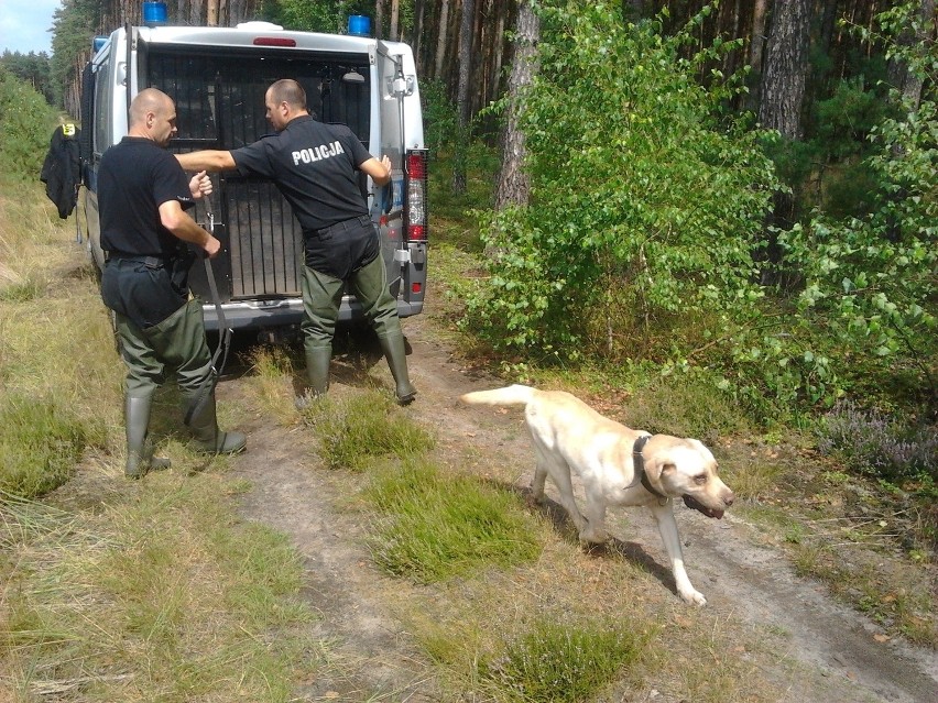 Policjanci szukają ciała w lesie koło Wronek