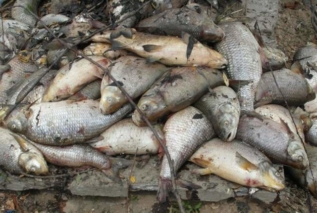 Z Nysy Kłodzkiej wyciągnięto ponad 700 kilogramów ryb - głównie jazie, leszcze, bolenie, sumy.
