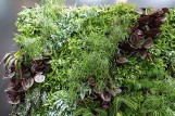 Rośliny na zieloną ścianę w domu. Jakie rośliny wybrać do domowego ogrodu wertykalnego? Tajniki pielęgnacji roślin na zielonej ścianie