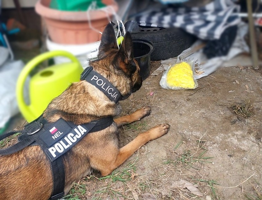 Skuteczna Nel w akcji. Policyjny pies ze Starogardu wywąchał kilogram amfetaminy oraz ponad 60 gramów marihuany