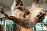 Wrocławskie zoo szuka imienia dla małego leniwca [ZDJĘCIA, WIDEO]