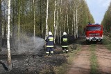 Gigantyczny pożar lasów koło Rud Raciborskich [ZDJĘCIA]