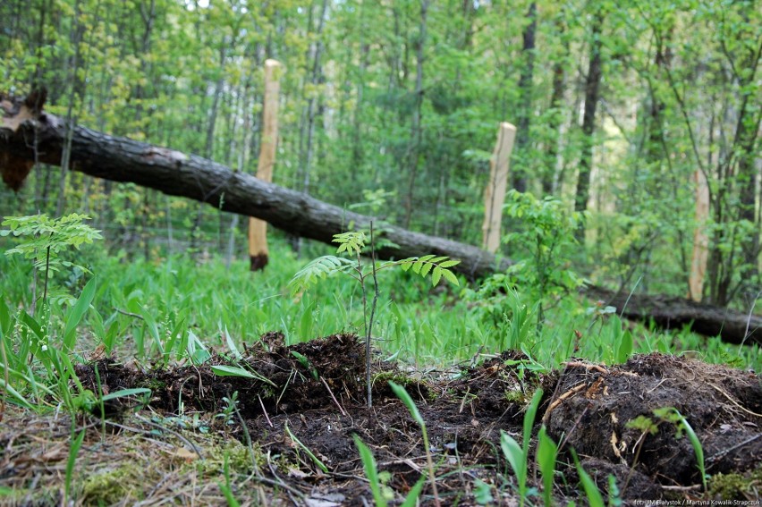 Powstały dwie okazałe remizy leśne w Białymstoku. Mają one poprawić bioróżnorodność w mieście (zdjęcia)