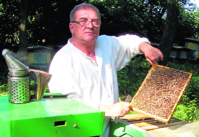 - Pszczoły w tym roku nie pracowały na pełnych obrotach - mówi Kazimierz Strzelecki. Zbiory miody były jednak niezłe