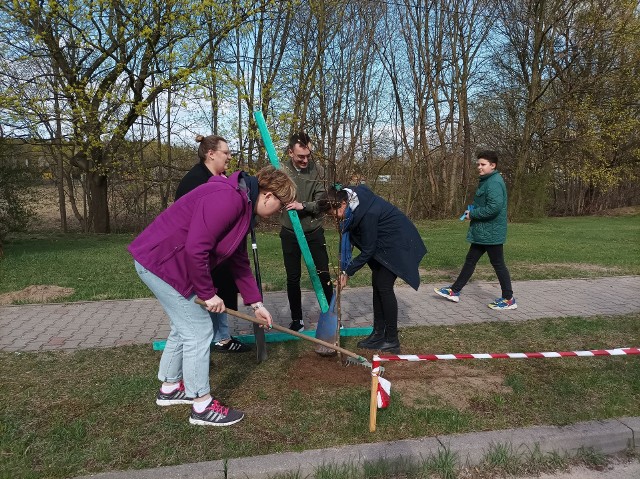 Z okazji Światowego Dnia Ziemi przy ul. Niskie Brodno w Brodnicy posadzono 13 sadzonek lipy