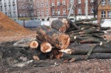 Wycinka drzew w Katowicach. Prokuratura umorzyła śledztwo. "Decyzja prokuratury jest oburzająca i groźna"