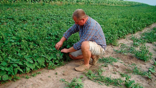 Robert Piorunowicz pokazuje krzaki fasolki uszkodzone przez zwierzęta