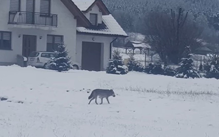 Problem na Limanowszczyźnie. Wilki zabijają owce, kozy cielęta, ale także psy. Podchodzą coraz bliżej domów z powodu głodu, a może wygody?