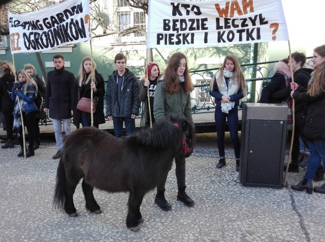 Uczniowie Centrum Edukacji Ogrodniczej po raz kolejny protestowali przed urzędem miasta przeciw połączeniu z Zespołem Szkół nr 2 w DąbiuCZYTAJ WIĘCEJ: Uczniowie, nauczyciele i rodzice będą nadal walczyć o szkołę ogrodniczą w Zdrojach