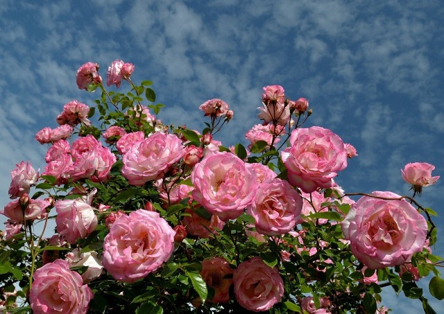 Róże nawozić trzeba - do wyboru mamy nawozy organiczne oraz mineralne.