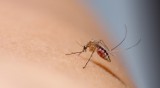 Sposoby na ukąszenie komara. Jak zmniejszyć ból po ugryzieniu?