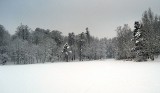 Zwierzyna głoduje w lasach. - Głodne zwierzę gotowe jest zabić, żeby coś zjeść