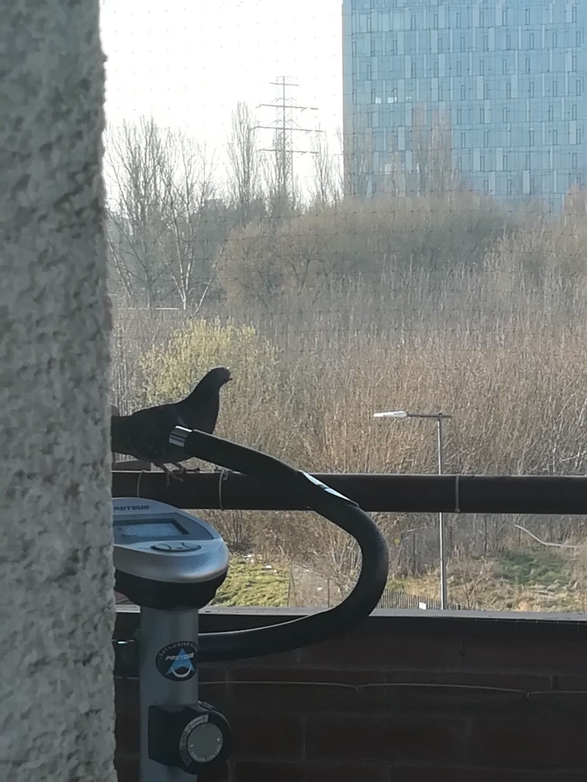 Gołąb na balkon pani Kingi przedostał się pomimo siatki...