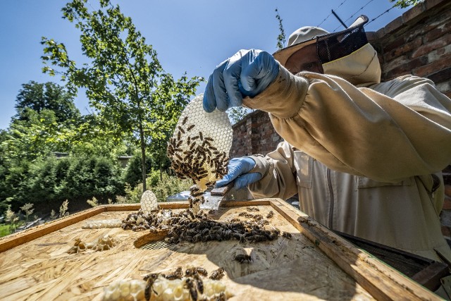 Jedna pszczela rodzina może liczyć nawet 80 tysięcy pszczół. Wszystkie z nich mają swoje zadania, które wykonują każdego dnia. Co dzieje się zatem za zamkniętymi drzwiami ula? Ile godzin dziennie pracuje pszczelarz? I jak tak właściwie powstaje miód?