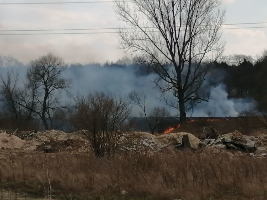 Pożar traw nad rzeką Kamienną w Skarżysku. Ogień w pobliżu zabudowań 