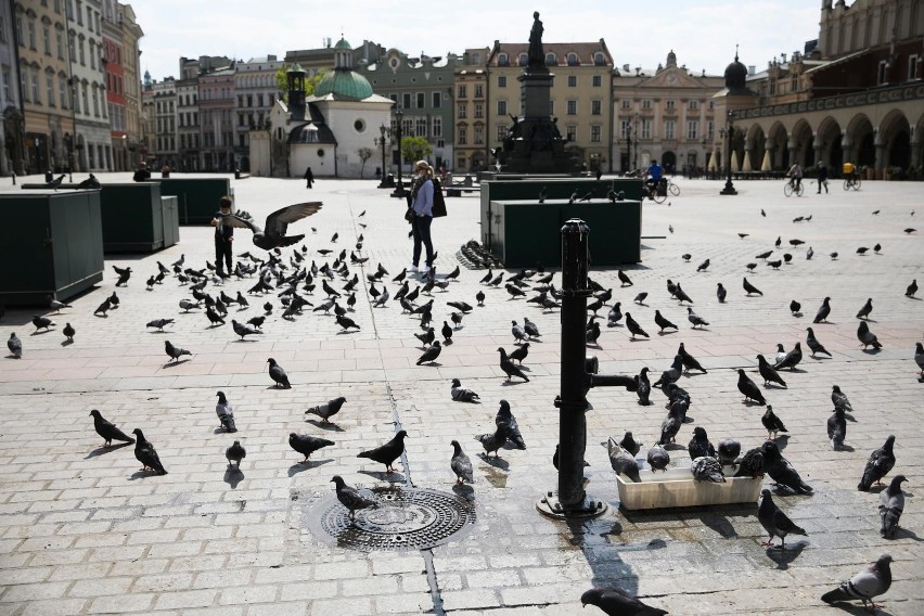 Gołębie na krakowskim Rynku - one nie znikają z pejzażu...